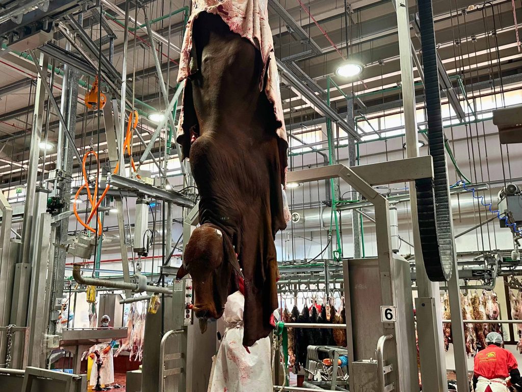 STBM-engineered halal slaughterhouse with overhead rail system
